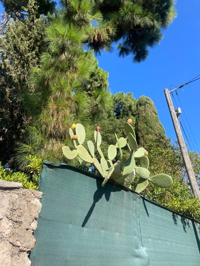 The image captures a sunlit outdoor scene in Cap-d'Ail, France. A prominent prickly pear cactus (Opuntia ficus-indica) featuring numerous green pads and several developing yellow-orange to reddish-orange fruits extends over a dark green mesh fence. The fence, showing signs of wear and slight undulations, is partially bordered on the left by a textured, light brown stone wall. Behind the fence and cactus, dense Mediterranean vegetation is visible, comprising tall pine trees with long needles in the upper left, slender cypress-like trees, and various leafy shrubs. The background is dominated by a clear, bright blue sky. To the far right, a wooden utility pole stands, supporting multiple overhead lines and a small, grey electrical component box. Direct sunlight from the upper-right illuminates the scene, casting defined shadows of the cactus pads onto the fence below. No people or animals are present.