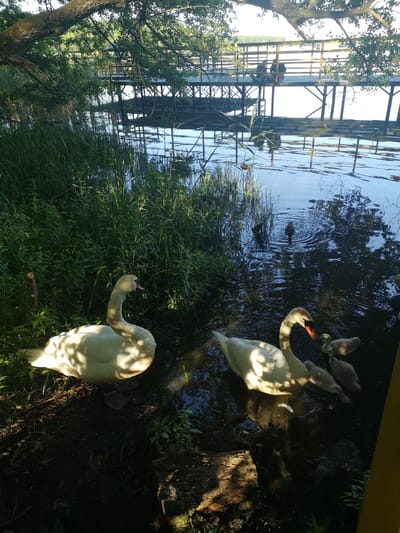 The image depicts a serene natural scene at the edge of a body of water, likely a lake or pond, with a wooden pier in the background. Two adult swans are present in the water near the shore, accompanied by several cygnets. The larger swan on the left is partially out of the water, resting on the muddy bank, while the swan on the right is swimming with its cygnets. The water is calm, reflecting the surrounding trees and the sky, suggesting a peaceful atmosphere. Sunlight filters through the trees, casting dappled shadows on the water and the swans, indicating it is likely daytime. The vegetation is lush and green, typical of a warm season. The pier in the background appears to be a walkway over the water, with two figures visible on it, possibly observing the wildlife. The setting suggests a tranquil natural environment, perhaps a park or a protected natural area. The overall mood is one of peaceful coexistence between nature and human presence. There is no visible text in the image.