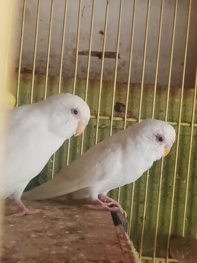 Two albino budgies are perched on a wooden surface inside a cage. The cage has yellow bars and a green background. The budgie on the left is facing left, with its head tilted. The budgie on the right is facing right, with its body turned slightly towards the viewer. The budgie on the right appears to be slightly behind the budgie on the left. The ground beneath the birds is a rough, grainy texture, possibly soil or seed. The environment appears to be indoors, given the cage structure and the lighting. There are no people visible in the image. The image was taken in the city of Kuta Trieng, Indonesia.