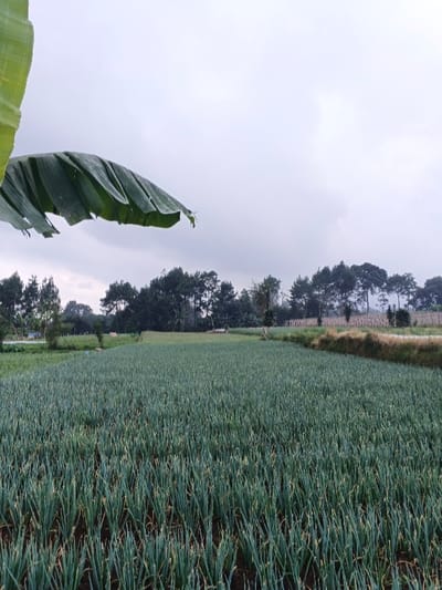 A vast field of green plants, possibly scallions, extends to the horizon. A line of trees separates the field from a gray sky. A single large, vibrant green banana leaf hangs in the upper left corner, partially obscuring the view. The scene is overcast, creating a muted color palette. The field appears lush and well-maintained, indicating agricultural activity.