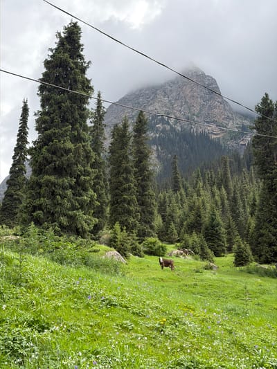 An overcast day in the mountains of Kyrgyzstan. In the foreground, a lush green meadow is dotted with small purple and white wildflowers. In the middle ground, a lone brown and white cow stands in the grass, facing left. Behind the cow, a dense forest of tall evergreen trees stretches up the mountainside, culminating in a rugged, rocky peak partially obscured by clouds. Several thin wires, likely power lines or part of a cable car system, traverse the upper portion of the image, spanning between unseen poles.