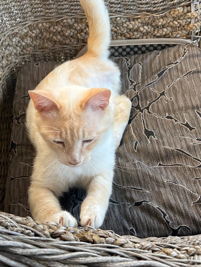 An overhead shot shows a cream-colored cat with orange tabby markings lying on a dark brown patterned pillow. The cat is resting on its paws, with its head tilted down and eyes closed, appearing to be asleep. The pillow has a textured, ribbed appearance and a repeating pattern of dark, stylized branches or vines. Behind the pillow is a woven grey wicker chair with a textured surface. The background is out of focus but appears to be a continuation of the wicker chair. The image is an interior shot, possibly a home setting. There is no indication of the location being in Khostinskiy, Russia.