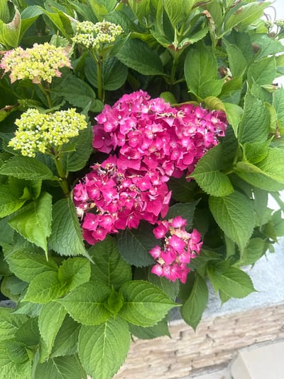 This is a close-up, overhead shot of a hydrangea plant in Longpont-sur-Orge, France. The plant features vibrant pink and chartreuse blossoms, along with lush green foliage. The foreground shows some of the pink flowers in full bloom, while a cluster of unopened chartreuse buds is visible to the left. The background is filled with the plant's large, serrated leaves. The bottom right of the image reveals a stone border, suggesting the plant is in a garden or along a pathway. No people or animals are present in the frame.