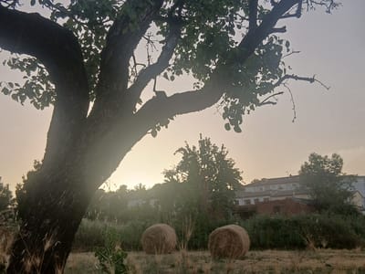 In Navaluenga, Spain, an old, large tree with dark, textured bark dominates the left side of the frame. Its thick branches, partially silhouetted against a hazy, pale orange sky, are adorned with green leaves. The ground in the foreground is a mix of dry grass and a few plants with spiky seed heads. Two round hay bales are positioned in the middle ground, surrounded by tall, green vegetation. Behind the vegetation, a cluster of buildings with light-colored facades and red-tiled roofs can be seen, partially obscured by trees and atmospheric haze, suggesting a rural or suburban setting on the outskirts of the town. The lighting indicates either sunrise or sunset.