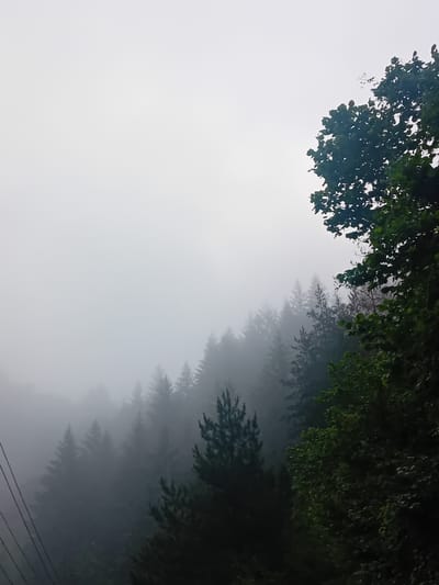 The image shows a dense forest on a misty day. The fog obscures the distance, creating a layered effect of evergreen trees, primarily pine, fading into the gray sky. In the foreground, on the right side, there are branches of a deciduous tree with dark green leaves. On the left side, several dark lines, likely electrical wires, descend diagonally across the frame. The overall atmosphere is somber and cool, indicative of a damp, overcast environment. The image does not contain any people or specific landmarks that would allow for identification of a precise location within Devin, Bulgaria.