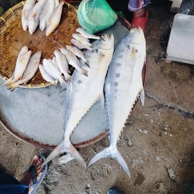 The image depicts a vibrant fish market scene in Lalmohan, Bangladesh, showcasing an assortment of fresh fish for sale. The setting appears to be outdoors or semi-outdoors, characterized by a rough, wet concrete or dirt ground with small puddles and debris.

In the center, two large, silvery-grey fish, possibly from the Trevally family, are prominently displayed on a large, round, dark metallic tray with a rusty edge. Their sleek bodies and pointed fins are clearly visible. Surrounding these larger fish and partially on the same metallic tray, are several clusters of smaller, slender, silvery-white fish.

To the upper left, a significant quantity of these smaller fish is neatly arranged on a traditional circular woven bamboo tray, which rests within the larger metallic setup. Another collection of similar small fish is visible to the upper right.

Human presence is indicated by a person's foot in a blue sandal, marked with the brand "REMEX," seen in the lower-left corner. Another person's foot, wearing a red slipper, is partially visible on the right side. A bright green plastic bag, possibly containing purchased items or more fish, sits near the top center of the metallic tray. A silver-colored weighing scale, essential for market transactions, is partially visible on the right edge of the frame.

The lighting suggests daytime, illuminating the fish and market setup. The wet ground indicates either recent rain, splashing from melting ice, or water used to keep the fish fresh. The overall scene captures the functional and bustling atmosphere of a local fish market.