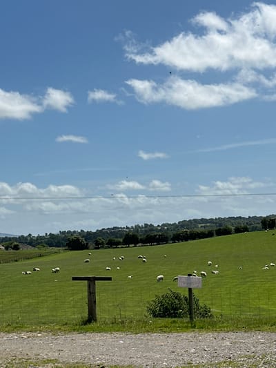 The image captures a pastoral scene in Baltinglass, Ireland, under a bright blue sky dotted with fluffy white clouds. A gentle green hillside stretches across the frame, populated by numerous sheep grazing peacefully. A fence runs across the field, separating the foreground from the grazing area. In the mid-ground, a rustic wooden post stands, with a white sign attached to it. A line of trees forms a dark green band along the horizon, with rolling hills and distant structures visible beyond. The foreground consists of a gravel path. The overall impression is one of serene rural life.
