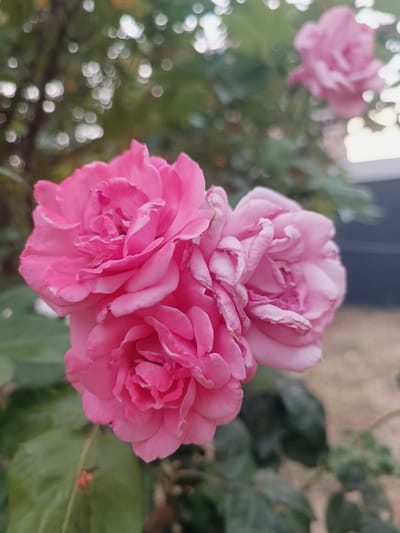 A close-up shot focuses on a cluster of three vibrant pink roses. The roses are the main subjects, filling the foreground and center of the image. Their petals are layered and slightly ruffled, with delicate white edges visible on some. The rose in the front and to the left is fully open, displaying intricate petal details. The rose to the right is slightly more closed, and a third rose is partially visible beneath them.
The background is softly blurred, creating a bokeh effect with out-of-focus circles of light, suggesting greenery and possibly trees with dappled sunlight. Dark green leaves of the rose bush are also visible, framing the flowers. In the upper right corner, a hint of a dark grey or black structure, possibly a fence or wall, is visible, and beyond that, a lighter, out-of-focus background that might be a building or the sky.
The lighting suggests it is daytime, likely with a soft, diffused light, possibly late afternoon or early morning due to the gentle illumination and the bokeh effect which can be enhanced by such conditions. There is no visible text or people in the image. The overall mood is serene and focused on the natural beauty of the roses. The location is identified as Sumgayit, Azerbaijan.