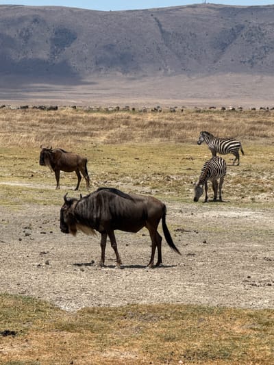 The scene depicts a wide, open savanna landscape under a clear, pale blue sky, located in the general vicinity of Mti Mmoja, Tanzania. In the foreground, the ground is primarily dry, light brown earth interspersed with sparse patches of yellow-brown grass and scattered dark pebbles.
Two wildebeest and two zebras are prominent subjects in the midground. To the immediate left, a large, dark-bodied wildebeest stands facing left, exhibiting a light brown beard and mane, with its head slightly lowered. Its thick horns curve outwards. Behind it, further to the left, a second, lighter brown wildebeest stands facing left on a patch of dry grass. To the right of the foreground wildebeest, two zebras are present. The zebra closer to the viewer has its head lowered, grazing on dry grass, facing right. Behind and slightly above it, another zebra stands facing left. Both zebras display distinct black and white striped patterns.
In the expansive background, a large herd of numerous wildebeest and zebras is scattered across the vast, dry yellow-brown grassland, appearing smaller due to distance. Beyond the plains, a series of large, undulating dark grey-brown hills or mountains stretch across the horizon, exhibiting natural topographical features under the bright, natural daylight. No human presence, artificial structures, or objects are visible.