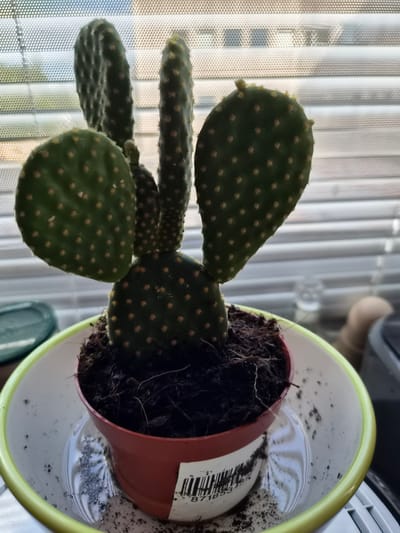 A prickly pear cactus, identified as Opuntia, sits in a reddish-brown plastic pot with a bright green rimmed saucer. The saucer contains a shallow pool of water and some soil. The cactus has several paddle-shaped pads, some with new growth tips. The plant is positioned in front of a window covered by horizontal blinds. A barcode is visible on the pot. The overall scene is indoors, likely in a domestic setting within Ballerup, Denmark.