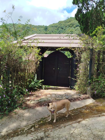 A light-colored dog stands on a damp, cobbled path in front of a large, dark wooden gate. The gate is arched at the top and set within an opening framed by a wooden roof and overgrown greenery. The dog is looking to its left with its tongue hanging out. Surrounding the gate and path are lush green trees and foliage, with a hillside covered in vegetation in the background. The sky above is partly cloudy with patches of blue. The scene appears to be outdoors, possibly in a garden or entrance to a property, given the gate and landscaping. The lighting suggests it is daytime.