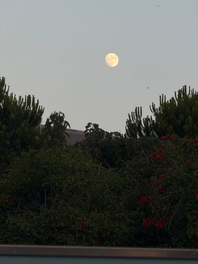 The image depicts a twilight scene with a large, pale yellow full moon prominently positioned in the upper center of the sky. The sky is a soft, muted gray. Silhouetted against the sky are the tops of several lush green trees, including what appear to be pine trees with their distinctive spiky foliage, and other deciduous trees with broader leaves. Some vibrant red flowers are visible amongst the greenery in the lower right quadrant. A residential building, likely a house or apartment complex, with a dark, sloping roof, is partially visible peeking through the trees in the mid-ground. There are at least two small, dark shapes in the sky that appear to be birds in flight, adding a dynamic element to the otherwise still scene. The foreground shows the top edge of a structure, possibly a balcony railing or a roofline, which is out of focus. The overall impression is a peaceful, natural view from a residential area in Castelló de la Plana, Spain, during the transition from day to night.