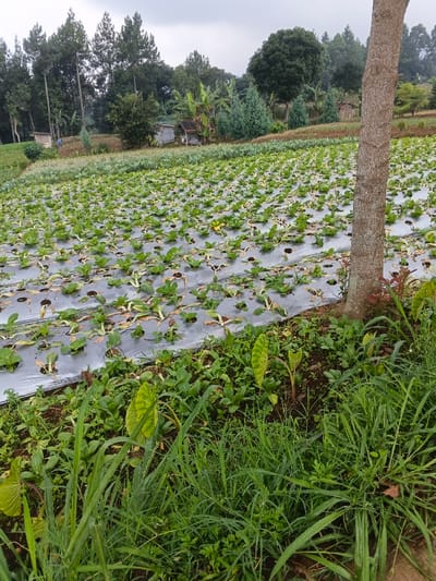 This image captures a rural agricultural landscape in Nipa, Papua New Guinea, under an overcast sky. The primary subject is a large cultivated field extending from the foreground into the mid-ground, where rows of small, leafy green plants grow through holes in black plastic mulch. Many of these plant leaves show yellowish-brown discoloration, suggesting environmental stress or aging.
In the immediate foreground, a dense patch of lush, wild greenery is visible, featuring tall grasses with apparent dew droplets and several broad-leafed plants, possibly taro. A tree trunk with rough, light-colored bark stands on the right side, partially obscuring the field.
The mid-distance reveals more undulating cultivated land dotted with various trees, including tall pine-like evergreens, dense broadleaf trees, and banana plants. Nestled among these trees are a few small, rustic wooden shacks or shelters. A faint, small human figure can be discerned near a structure on the far left side, indicating ongoing activity.
The background consists of hills or mountains, partially veiled by clouds or atmospheric haze. The light is soft and diffused, characteristic of an overcast day. The scene depicts active farming practices in a tropical highland environment. No text is visible.