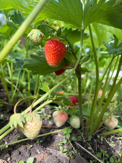 This media file shows a close-up view of ripe and unripe strawberries growing on a plant. The subjects are the strawberries themselves, their green leaves, and the plant's stems and tendrils, set against a backdrop of soil and more foliage.
The scene depicts a strawberry plant in what appears to be a garden or farm setting. There is no specific activity or event taking place, other than the natural process of fruit growth and ripening.
Notable details include the varying stages of ripeness of the strawberries, from pale green to vibrant red. Some of the strawberries are partially obscured by leaves, while others are prominently displayed. The soil at the bottom of the frame suggests the plants are growing in the ground. The lighting suggests it is daytime, and the lush green foliage implies favorable growing conditions, possibly warm weather. The location context provided, Манихино Снт, Russia, suggests a temperate climate.
There is no visible text in the media file. The overall impression is one of natural abundance and the simple beauty of ripening fruit.