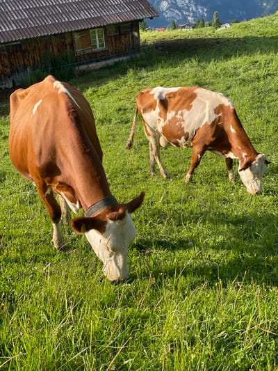 Two cows are grazing in a lush green meadow. The cow in the foreground is predominantly brown with white markings on its face and back, wearing a dark collar. The cow in the background has a pattern of brown and white patches. Behind the cows, a rustic wooden barn with a corrugated metal roof stands on a slope. In the distance, rolling hills with scattered houses and trees lead up to a majestic mountain range. The scene is bathed in the warm light of what appears to be late afternoon or early morning, casting long shadows across the grass. The location is identified as Axalp, Switzerland.