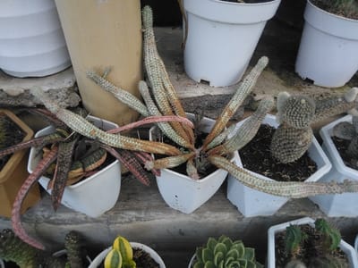 The image displays a close-up, high-angle view of multiple potted succulents and cacti arranged on a textured, grey concrete or stone surface in Venecia, Costa Rica.
In the center, a white, faceted plastic pot contains a succulent with numerous elongated, cylindrical stems. These stems exhibit varying shades of pale green, white, and reddish-brown, with small, pointed spines protruding along their surfaces. One prominent stem extends horizontally towards the right. To the immediate left of this central plant, a smaller white square pot holds another succulent with flat, strap-like leaves, dark green in color with reddish-brown variegation. To the right, another white, faceted plastic pot houses a Mammillaria species cactus, characterized by a dense covering of small, rounded tubercles each tipped with fine white spines, forming a compact, somewhat globular structure.
Additional potted plants are visible in the foreground and background. The bottom row includes a white pot with a green rosette-forming succulent, another white pot containing small yellow and green variegated succulent leaves, and several other small cacti segments in white pots. In the background, larger white and a beige cylindrical pot are partially visible. No individuals or specific actions are depicted in the scene.