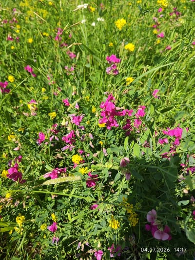 This is an outdoor, high-angle, medium shot of a field of wildflowers. The field is dominated by green foliage and interspersed with bright pink and yellow flowers. Some of the pink flowers are clustered together, while others are more scattered. The yellow flowers appear to be smaller and more numerous, forming patches of color throughout the greenery. The lighting suggests it is daytime, with sunlight casting shadows on the plants. A timestamp in the lower right corner reads "04.07.2026 14:17". No people or animals are visible. The image was taken in Konovalovo, Russia.
