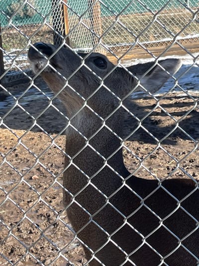 A deer is seen behind a chain-link fence. The deer's head and neck are visible in the frame, with its eye and ear clearly defined. The animal appears to be light gray in color. The background consists of dirt and what appears to be part of a building or structure. The fence obstructs the view, but the deer is clearly the main subject.