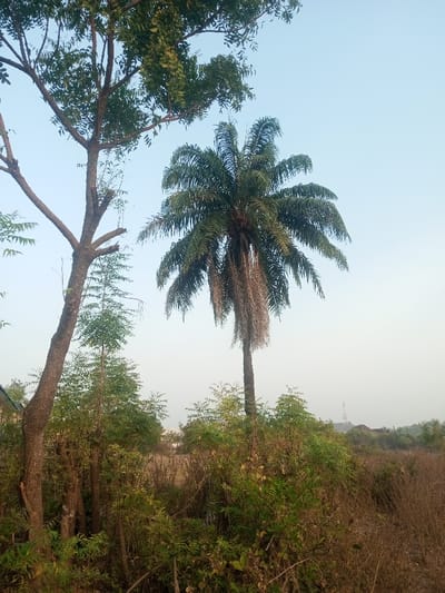 The image displays an outdoor scene in Okeni, Nigeria, under a clear, pale blue sky. In the mid-right, a tall palm tree stands prominently, featuring green fronds at its crown and numerous dried, brown fronds hanging below. To the left, a deciduous tree with a visible multi-branched trunk and scattered green foliage occupies the foreground. The lower half of the frame is dominated by dense, uncultivated vegetation comprising various green shrubs and dried, brown grasses. In the far distance, on the right horizon, a red and white lattice communication tower is visible, with faint building structures appearing to its left. No human subjects or specific actions are present in the scene.