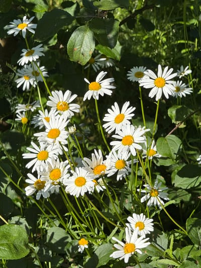 The image shows a close-up view of a cluster of white daisies with yellow centers. The flowers are growing in a natural setting with abundant green foliage and stems. Some of the daisies are in full bloom, while others are still developing. The lighting suggests it is daytime, with shadows cast by the foliage, indicating sunlight filtering through. The overall impression is one of natural beauty and growth, likely in a garden or meadow. There is no text visible in the image. The location context provided is St Ozerki, Russia, which aligns with the natural, outdoor scene depicted. The scene is peaceful and serene.