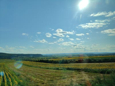 The image depicts a panoramic view of rural landscape in Pătrăuți, Romania, under a bright, sunny sky with scattered white clouds. In the foreground, rows of sunflowers stretch across a field, with some areas of mown grass. In the middle ground, another expansive field of sunflowers is visible, bordered by a line of trees. Beyond this, the landscape rolls into rolling hills covered in green vegetation, with distant mountains forming the horizon. The sun is high in the sky, casting a bright glare and lens flare across the scene. The overall impression is one of a vibrant, agricultural setting on a clear day.