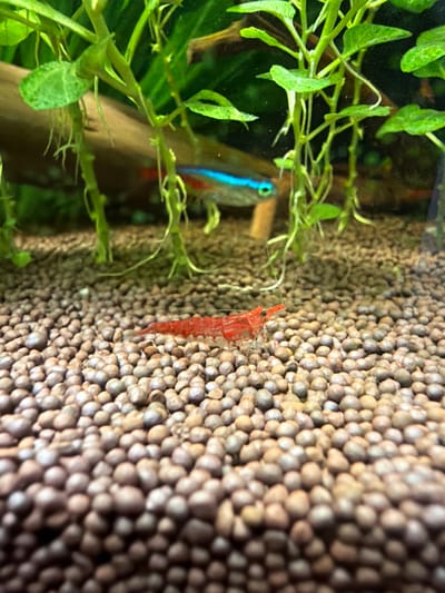In the foreground of an aquarium, a bright red dwarf shrimp with visible segmented body and antennae is positioned on a bed of small, rounded, light brown substrate. The shrimp is facing left with its head slightly raised. In the mid-ground, a neon tetra fish with iridescent blue and red stripes swims horizontally, partially obscured by aquatic plants. The aquatic plants, with green leaves and thin stems, originate from the substrate and extend upwards, creating a dense background. The overall environment is aquatic, with diffused lighting suggesting an underwater scene. There is no indication of location in Yablonovskiy, Russia.