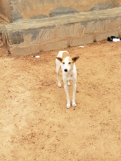 A medium shot captures a dog standing on sandy ground in what appears to be an outdoor setting in Kachia, Nigeria. The dog is predominantly white with patches of light brown on its head and back. Its ears are pointed upwards, and its eyes are looking directly at the camera with a curious expression. The dog is positioned in the center of the frame, with its body oriented towards the viewer. Its front legs are slightly apart, and its back legs are extended behind it, suggesting it might be looking up at someone.
The ground beneath the dog is a mix of sand and small pebbles, with some scattered debris visible. To the left of the dog, a concrete structure runs along the edge of the frame. This structure appears weathered and has some markings on its surface. Further to the left, a small pile of dark-colored material, possibly fabric scraps, is visible near the concrete edge. In the background, the sandy terrain extends outwards, with more pebbles and some dry vegetation. A white piece of paper is also visible on the ground near the dog's front paws.
The lighting suggests it is daytime, likely with bright sunlight given the clear visibility and the absence of shadows that would indicate an early morning or late evening. The overall scene is one of an everyday moment, with the dog being the sole animal subject. There is no visible text in the image. The setting appears to be a somewhat unkempt outdoor area, possibly a roadside or a less-maintained yard.