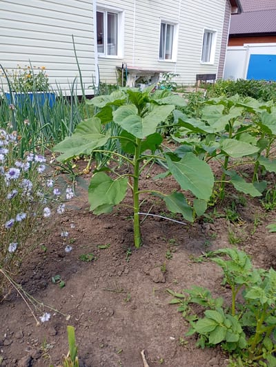 In the city of Vysokaya Gora, Russia, a garden area is depicted, featuring a large sunflower plant with broad green leaves as the central subject. To the left of the sunflower, a cluster of delicate blue-petaled flowers, possibly cornflowers, are in bloom. Behind these flowers, tall green stalks of onions are visible, growing in a blue container. Further in the background, a light-colored, multi-story building with white-trimmed windows stands. To the right of the sunflower, more plants are growing, including what appears to be a potato plant with green foliage. The ground is covered in dark soil with patches of grass and scattered debris. A portion of a white fence is visible in the far right background, along with the corner of a reddish-brown roof. A black barbecue grill is positioned on a stand between the building and the garden. The scene is illuminated by natural daylight.