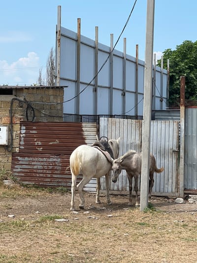 The image depicts a scene outdoors, likely a stable or rural area. Two horses are the primary subjects, with one standing prominently in the foreground, saddled and facing away from the viewer. Its hindquarters and tail are clearly visible. A second horse, mostly gray, stands behind the first, appearing to interact with it or perhaps lean against it. A small dog is visible in the background, near a metal fence.
The setting includes a corrugated metal fence and a partially constructed brick structure. The ground is covered in dry grass and dirt. Overhead, there are power lines and what appears to be a metal roof structure supported by beams. The sky is a clear blue with a few wispy clouds.
The overall impression is that of a working farm or rural property. The lighting suggests it is daytime, likely sunny. The dry grass indicates a dry season or potentially arid conditions. There is no visible text in the image. The horses appear calm and still.