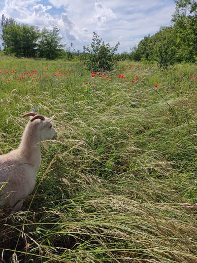 A light-colored goat with curved horns and a beard is visible in the foreground, facing right and partially obscured by tall, dry grass. The goat is in a field of tall grass with red poppies scattered throughout. In the background, a line of green trees forms a backdrop against a bright blue sky with white, puffy clouds. The scene appears to be outdoors, likely in a rural or natural setting, possibly in Mar'yanivka, Ukraine.