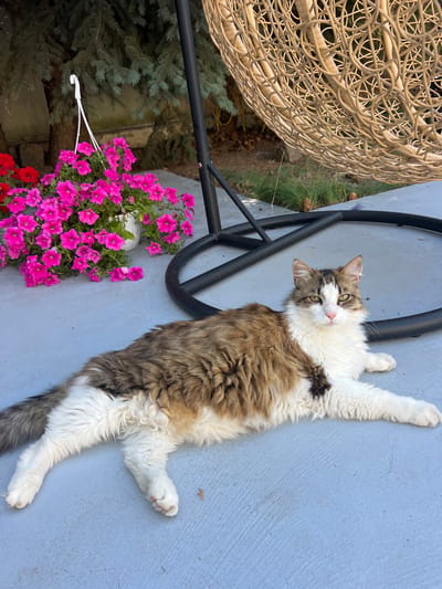 A long-haired cat with white, brown, and black fur lies sprawled on a grey concrete surface. The cat is facing the camera with its paws extended. Behind the cat, a black metal stand supports a woven hanging chair. To the left, a white pot overflows with bright pink petunias and some red flowers. In the background, pine trees and a hint of green grass are visible. The scene appears to be an outdoor patio or garden area. There is no indication of the location being in Fontanka, Ukraine.