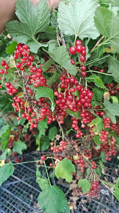 The image shows a close-up view of a red currant bush with ripe berries. The berries are small, round, and bright red, clustered together on thin stems. Green leaves with serrated edges are interspersed among the berries. Some of the leaves appear slightly wilted. In the background, a black plastic crate with a grid pattern is visible, and beyond that, out-of-focus foliage suggests an outdoor setting. The image is well-lit, highlighting the vibrant red of the fruit. There is no indication of specific location within the city of Revne, Ukraine, other than the subject matter itself.