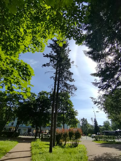 A sunlit path winds through a park area in Zelenogorsk, Russia, bordered by lush green grass and mature trees. In the foreground, a paved pathway curves to the right, casting shadows from overhead foliage. To the left, bright green maple leaves form a canopy against a clear blue sky, interspersed with the darker needles of coniferous trees. Behind the path, a low building with windows and storefronts is visible, partially obscured by trees. Further in the background, a tall street lamp stands near a cell tower, and several cars are parked or driving on a road. The overall scene depicts a peaceful urban park environment under a bright, partly cloudy sky.
