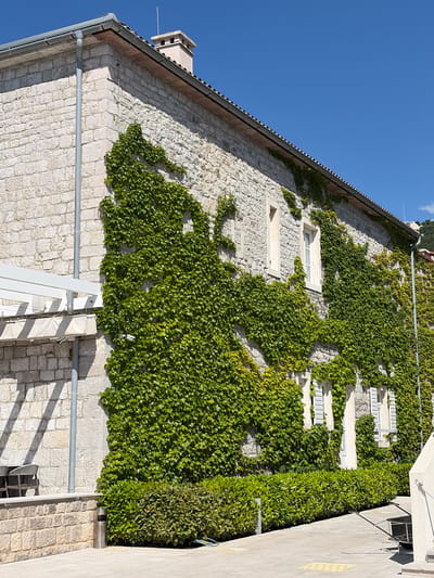 A stone building covered in green ivy stands in Meljine, Montenegro, under a clear blue sky. The building is constructed of light-colored, roughly-cut stones and features several white-framed windows. The ivy covers much of the building's facade, growing densely around the windows. A portion of the building's roof is visible, along with a chimney. To the right of the building, a sidewalk is seen, partially shaded. A metal pipe runs horizontally along the wall, and a white awning structure is partially visible at the bottom of the frame.