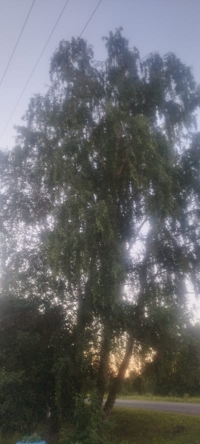 The image captures a twilight scene of a large tree with dense foliage, possibly a birch tree, silhouetted against a pale, overcast sky. Several power lines are visible stretching diagonally across the upper left portion of the frame. The low light conditions create a soft, diffused illumination, with the setting sun creating a luminous glow behind the branches and leaves, casting dappled light through the canopy. The foreground is dominated by the tree and surrounding dark green foliage, with hints of a grassy area and a road visible in the lower right. The location appears to be within the Сінькоўскі сельскі Савет, Belarus, suggesting a rural or semi-rural setting characterized by natural landscapes and infrastructure like power lines.