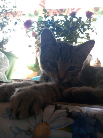 The image shows a close-up of a tabby kitten lying down, with its paws extended forward. The kitten is looking towards the camera with one eye partially closed. In the background, out of focus, there is a blurred potted plant with pink flowers and a green pot. There is also a bright light source, likely a window, which illuminates the scene. The kitten is lying on a patterned surface, possibly a blanket or fabric, with floral designs. The overall lighting suggests it is daytime. The location is identified as Zavyalovo, Russia.