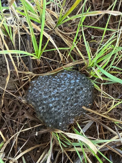 This image depicts an overhead forensic view of amphibian spawn situated on natural ground in Southampton, United Kingdom. The central subject is an irregular, dark gray, gelatinous mass, approximately 10-15 cm in its widest dimension, embedded with numerous small, spherical, dark-colored eggs. This mass rests directly on a moist, dark soil or mud substrate. The surrounding environment consists of a mixture of vibrant green grass blades and desiccated brown, straw-like vegetation. No human subjects or other animals are visible, and no overt actions or interactions are depicted within the frame.