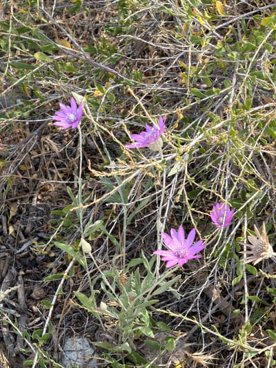 The image captures a close-up, overhead view of a patch of dry, scrubby vegetation with several purple flowers in bloom. The flowers are star-shaped with delicate petals and intricate centers, appearing to be of the same species. Some of the plants have small, light green leaves, while others are characterized by a network of thin, greyish-brown branches and stems. The ground cover consists of dry leaves, twigs, and some dirt. A few dried seed heads are also visible among the living plants. The scene appears to be an outdoor natural setting. The location is specified as Sasyk-Bulak, Kyrgyzstan. There are no people or visible actions depicted.