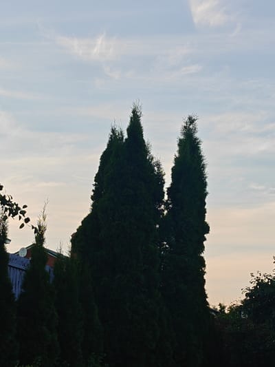 A photograph taken in the city of Подстёпки, Russia, shows a line of dark green evergreen trees against a pale sky. The sky is filled with thin, wispy clouds that are illuminated by soft, diffused light, suggesting either dawn or dusk. In the background, parts of buildings are visible, including a section of a roof with a satellite dish. The trees are tall and cone-shaped, with some branches extending out to the left. The overall impression is of a serene, natural setting within a residential area.