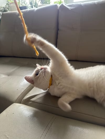 A light-colored cat with a yellow collar is playing with a yellow string. The cat is positioned upside down on a light-colored, tufted sofa. The cat's front paws are extended, reaching for the string. The background shows the sofa and some greenery outside a window. The lighting suggests it is daytime, likely indoors. The scene appears to be in a home environment.