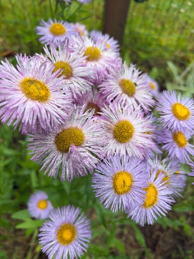 A high-angle, close-up shot features a cluster of purple and white daisy-like flowers, with bright yellow centers, some glistening with dew drops. The flowers are in various stages of bloom, with some fully open and others partially closed. The background is a soft blur of green foliage and a hint of brown earth, suggesting an outdoor garden setting. The image is captured on a cloudy day, as indicated by the diffused lighting. The location is unspecified but the flowers suggest a temperate climate.