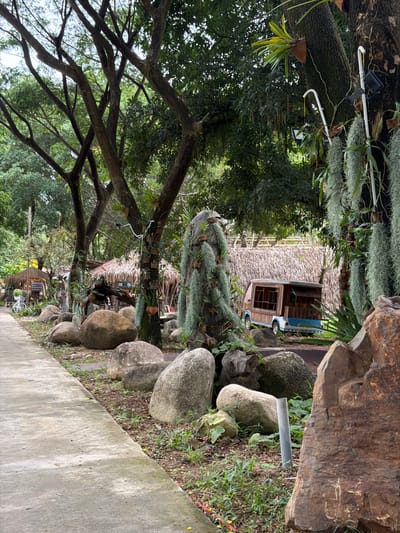 The image depicts an outdoor scene with a rustic, natural setting. The foreground features a concrete pathway that runs alongside a collection of large, rounded rocks. Beyond the rocks, a dense arrangement of trees with thick branches dominates the left side of the frame, their leaves creating a lush canopy. Hanging from some of the branches are air plants, adding a unique botanical element.
In the middle ground, several structures with thatched roofs are visible, suggesting a natural or possibly tourist-oriented setting. One of these structures appears to be a small house or hut, with wooden elements and windows. A portion of a blue and white vehicle, possibly a vintage van or truck, is parked near one of the huts. Spanish moss or similar epiphytic plants hang in abundance from the trees and structures, contributing to a wild, untamed atmosphere.
The lighting suggests it is daytime, with dappled sunlight filtering through the trees. The overall mood is peaceful and serene, emphasizing the natural beauty of the environment. No people are visible in the image. There is no discernible text within the frame. The location context of Khánh Vĩnh, Vietnam, aligns with the tropical vegetation and architectural styles suggested by the thatched roofs and abundant plant life.