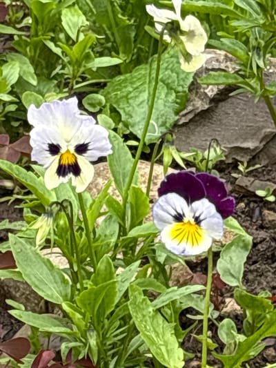 The image is a close-up, eye-level shot of a patch of garden flowers, specifically pansies, with blurred green foliage and rocks in the background. Two pansies are in focus in the foreground: one to the left is primarily white with a yellow center and dark purple markings on its "face"; the other to the right is a deep purple with white lower petals and a yellow center with radiating dark lines. Several unopened buds and stems are visible. The surrounding environment consists of green leaves, some appearing slightly damp, and rough-textured, greyish-brown rocks. The ground is dark earth. There are no people or animals present. The location is identified as a garden in the city of Yayva, Russia.