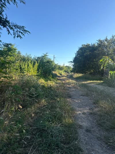 This is a vertical, eye-level shot of a dirt path winding through a grassy, overgrown area under a clear blue sky. The path is dry and cracked in places, with tall, dry grass growing on either side. In the background, trees and other vegetation create a dense green wall, suggesting a rural or natural setting. A wooden utility pole with a wire can be seen to the left of the path, hinting at the presence of human infrastructure.

The lighting suggests it is daytime, likely morning or late afternoon, given the long shadows cast by the sun. The bright, clear sky indicates fair weather. The overall impression is one of a quiet, somewhat wild landscape, possibly a less-traveled trail in a rural area of Granichar, Bulgaria. There are no people or animals visible, and no text is present in the image. The scene evokes a sense of tranquility and natural beauty.