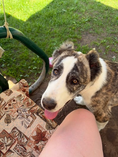 An adult canine with brindle and white fur is looking up at the camera, with its pink tongue extended. The dog is positioned to the right of the frame, with its head partially obscured by a patterned fabric cushion in the foreground. A human leg is visible on the left side of the frame, resting on the cushion. The background consists of green grass and a brown dirt surface. A green metal swing frame is visible on the left. The scene appears to be outdoors, likely in a backyard or park area. The photograph was taken in Kimry, Russia.