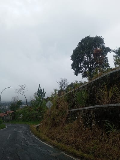 A winding road under a cloudy sky ascends a hill. Vegetation clings to the hillside, with a stone retaining wall supporting the higher ground. Tall grasses and a mix of trees populate the landscape. A street light curves over the road, and rooftops are visible in the distance, obscured by fog. Two diamond shaped signs are present on the roadside. The road surface is cracked and worn.