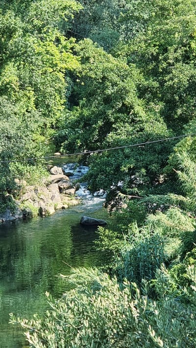 This is a high-angle, full-shot photograph of a narrow, winding river flowing through a lush, verdant forest. The river's water is a dark, reflective green, with gentle ripples creating texture on its surface. Several large, grey rocks are scattered along the riverbanks and within the water, with a notable cluster of rocks and smaller stones forming a shallow rapid in the upper middle section of the image.
The riverbanks are densely packed with trees and various green foliage, creating a natural, untamed landscape. The trees are mature, with full canopies of leaves that cast dappled shadows. In the foreground, on the right side of the image, there is a thick growth of tall, reedy plants and smaller, leafy bushes. A thin, dark cable is strung horizontally across the upper portion of the image, passing over the trees and river.
The scene appears to be a natural setting within the city of La Canya, Spain, suggesting a park or a protected natural area. There are no people, animals, or man-made structures other than the cable visible in the photograph. The overall impression is one of tranquility and the beauty of nature.