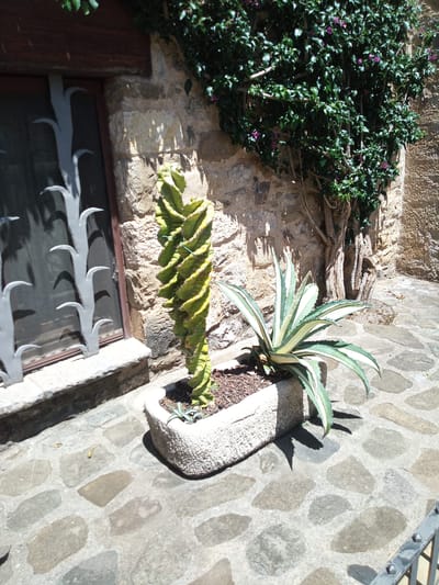 A sunlit, medium shot captures a paved courtyard in Besalú, Spain, featuring two succulents in a rough-textured, rectangular planter. To the left, a twisted, columnar cactus, green with yellow edges, stands tall. To its right, a variegated agave with broad, sword-like leaves, featuring green edges and white stripes, displays its rosette form. Behind the planter, a stone wall with rough-hewn blocks forms the backdrop, partially obscured by a dense, green vine with small purple flowers climbing it. A dark wooden frame suggests a window or doorway to the left, with a decorative metal grate in a stylized tree design. The ground is paved with large, irregular grey flagstones, some appearing damp. The scene is devoid of human presence.