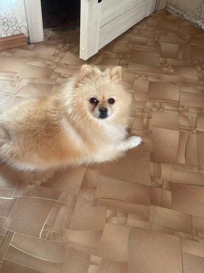 An indoor scene in Нижняя Уратьма, Russia, depicts a cream-colored Pomeranian-type dog lying on a light brown linoleum floor. The dog, with dark eyes and nose, is positioned in the foreground, facing forward, with its right front paw extended. The linoleum features an irregular geometric pattern. In the upper left background, an open doorway with a light-colored doorframe and a light wood-paneled door reveals a dark interior space. To the left of the doorway, a wall section covered with light floral-patterned wallpaper is present, with a light-colored wooden floor trim at its base. The environment is evenly lit.