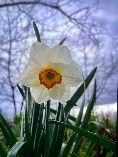A single, white daffodil flower with a ruffled, yellow-orange corona is in the center of the frame. The flower petals are covered in small water droplets. Around the flower are green, linear leaves, also dotted with water droplets. In the background, blurred tree branches are visible against a pale, overcast sky. There is no definitive information in the picture to suggest it was taken specifically in Reigate and Banstead, United Kingdom.